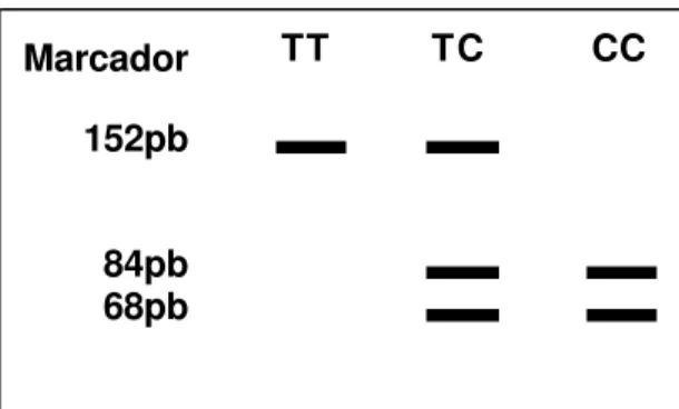 FIGURA 1 – Desenho esquemático de um gel de agarose apresentando os três possíveis genótipos  após a restrição enzimática, com respectivas bandas e pesos moleculares (TT – banda 152pb; TC – 