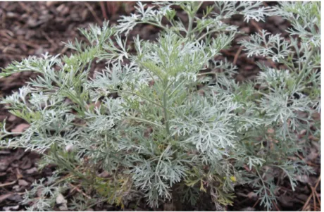 Figura 8  -   Artemisia absinthium  L. , Parque do Buçaquinho, em Esmoriz - Ovar, 2013