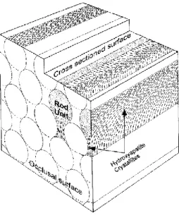 Fig. 1. Ilustração esquemática da forma de buraco de fechadura da estrutura  prismática do esmalte (He &amp; Swain, 2009)