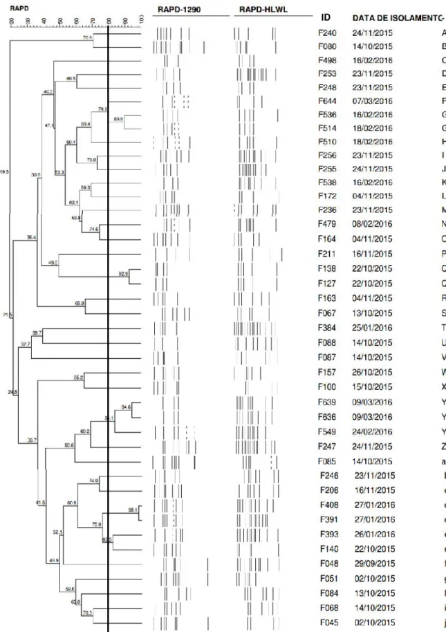 Figura 2. Dendrograma gerado por análise computadorizada (Gel Compar II) de perfis de DNA de 44 cepas de C.