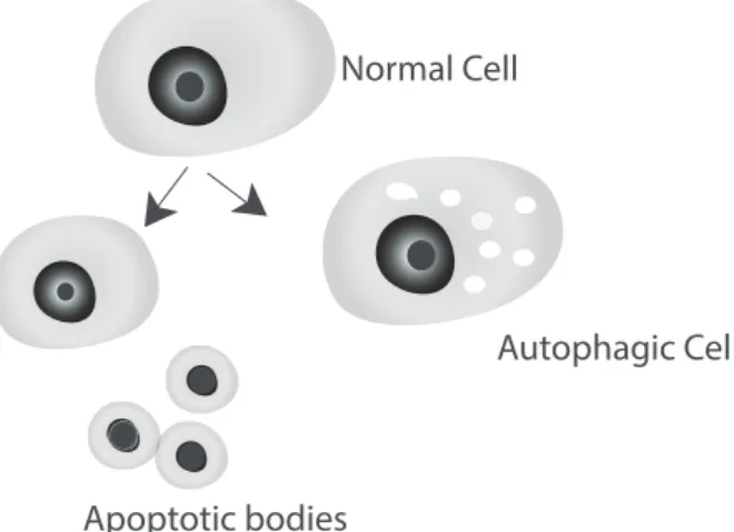 Figure 1 - Schematic view of the cell death by apoptosis with  the cell size shrinking and fragmentation to form apoptotic  bodies and autophagic cell with vacuoles.