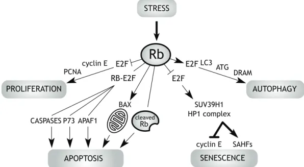 Figure 3 - RB pathways in proliferation, apoptosis, autophagy and senescence.