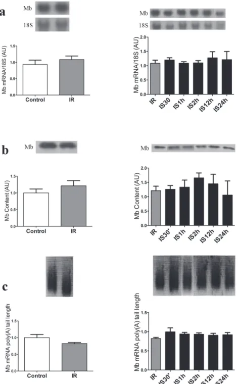 Figure 4 - Acute iron supplementation following iron restriction does not change myoglobin gene and protein expression in EDL  muscle