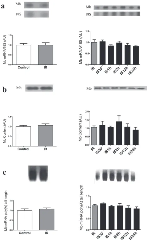 Figure 5 - Acute iron supplementation following iron restriction does not change myoglobin gene and protein expression in  Cardiac muscle