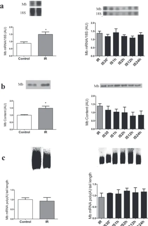 Figure 3 - Acute iron supplementation following iron restriction does not change myoglobin gene and protein expression in Soleus  muscle