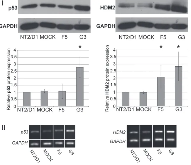 Figure  5  -  Profile  of  p53  and  HDM2  expression  in  SOX2-overexpressing  NT2/D1  cell  clones