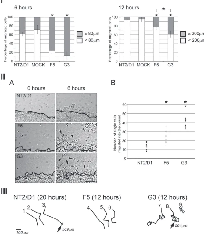 Figure 3 - Effect of SOX2 overexpression on NT2/D1 cell migration. Cell motility was monitored using time-lapse microscopy