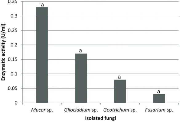 Figure 2 -  Lipase enzymatic activity of filamentous fungi obtained from effluents of dairy products and  slaughterhouses industries located in Pelotas/RS, Brazil.