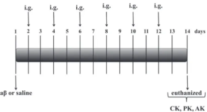 Figure 1 -  Schema of experimental protocol: mice received  aβ (fragment 25–35) aggregated form or vehicle (saline)  in-tracerebroventricular (i.c.v.)