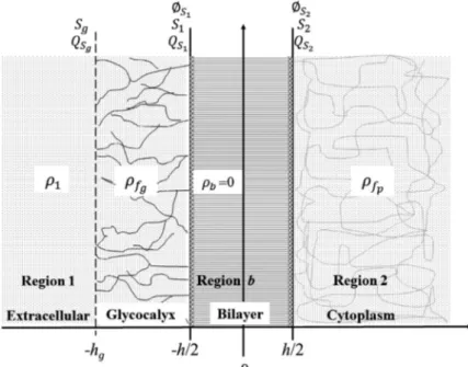 Figure 1 shows the adopted model in our study. It is constituted by 4 different regions: electrolytic phase  surrounding the cell or bulk phase (region 1), glycocalyx region (region g), lipidic bilayer (region b) and  cytoplasmatic region (region 2)