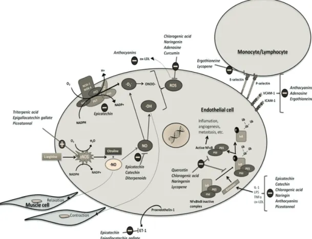 Figure 1 - The main mechanisms of endothelial protection by natural bioactive compounds
