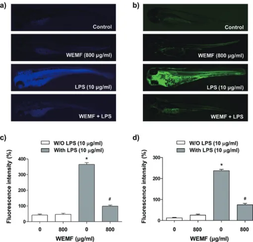 Figure 7 - Protective eff ect of WEMF on LPS-induced NO and ROS generation in zebrafi sh larvae
