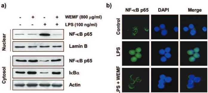 Figure 4 - Inhibition of NF-κB nuclear translocation by WEMF in LPS-stimulated RAW 264.7 macrophages
