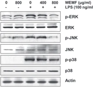 Figure  5  - Effects of WEMF on the LPS-induced  phosphorylation of MAPKs in RAW 264.7 macrophages