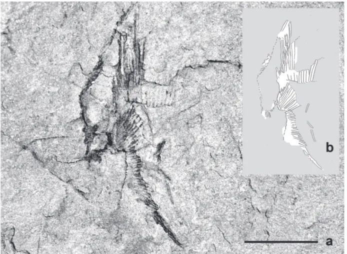 Figure 6  - UEPG/DEGEo/MPI 10709. Partially articulated remains of a chondrichthyan fin