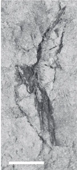Figure  7  -  UEPG/DEGEO/MPI 10548. Poorly preserved  remains of a fin showing only impressions (natural casts) of  radial elements