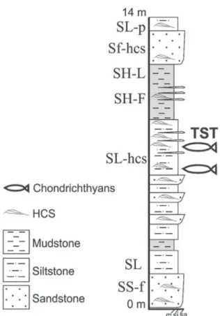Figure 4 - Composite stratigraphic column based on a series  of profiles drawn along the Tibagi-ventania section (see Figure  1) indicating the provenance of the chondrichthyan fin remains  (lithostratigraphy based on Bosetti and Horodyski (2008) and  Horo