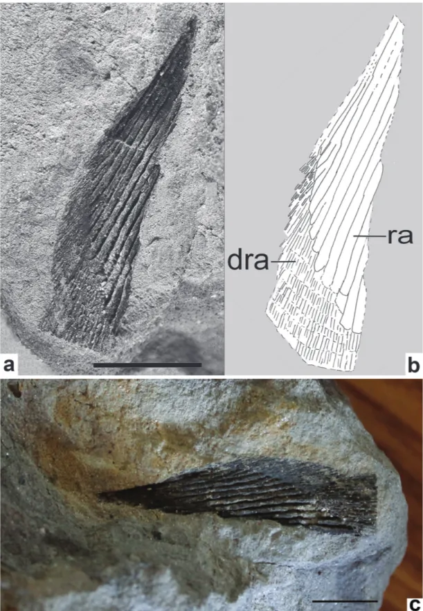 Figure 5 - UEPG DEGEo MPI9959. Partially preserved chondrichthyan fin. a. Photograph of the specimen; b