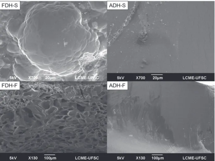Figure 1 -  Scanning Electron Microscopy images of: freeze dried gelatin hydrogel surface (FDH-S) and fragile fracture (FDH-F); 