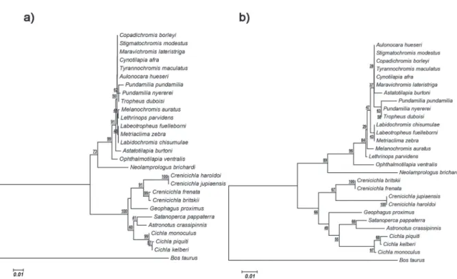 Figure 2 - Phylogenetic tree from fragment of the coding regions of the opsin gene LWS (633 bp) of Neotropical and African  cichlids, according to (a) nucleotide substitution model Kimura-2-parameter with 1000 bootstrap resampling and (b) JTT + g  substitu