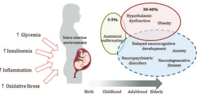 Figure 1 - Consequences of gestational diabetes (GD) to the offspring. Intra-uterine exposure to hyperglycemia, hyperinsulinemia,  inflammation and oxidative stress, hallmarks of GD, is associated to anatomical malformations (green circle) and hypothalamic