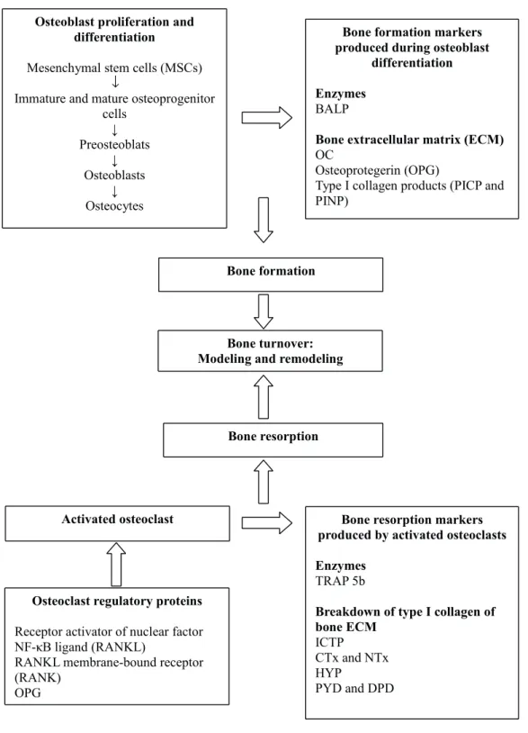 Figure 1 – Flow diagram of BTMs produced during the bone turnover process.