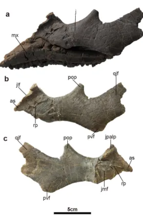 Figure 5 - Jugal of Laiyangosaurus. a: the combination of the  left maxilla (IVPP V 23405.1)﻿ and left jugal (IVPP V 23405.2)﻿ 