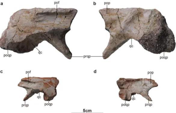 Figure 6 - Squamosals of Laiyangosaurus. a-b: right squamosal (IVPP V 23401.2)﻿ in lateral (a)﻿ and medial (b)﻿ 