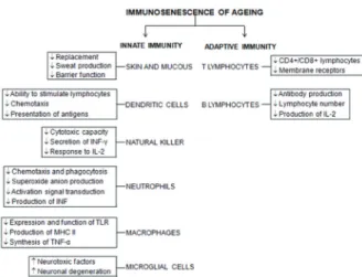 Figure 1 - Schematic representation of the main cells and  their alterations involved in immunosenescence of ageing