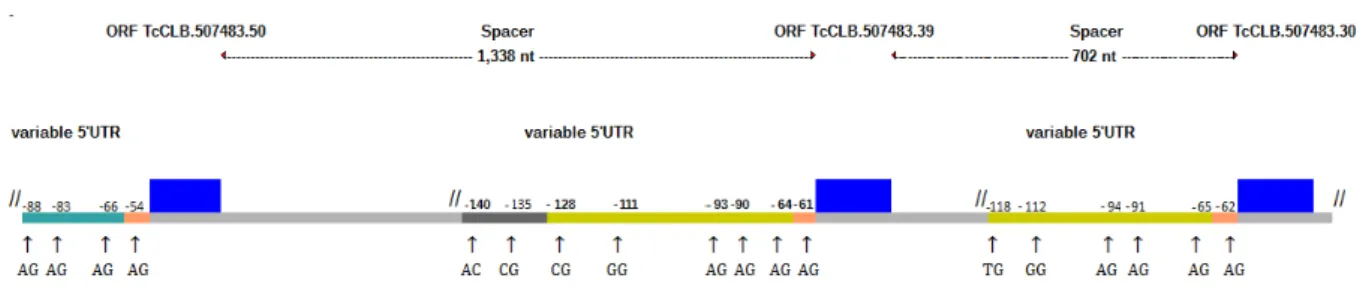 Figure 1 - diagram of T. cruzi calmodulin locus and frequency of the mRNA variant sequences