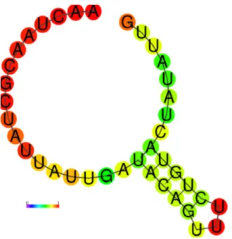 Figure 2 - Predicted mfe secondary structure with base pairing  probabilities for the 39 nt spliced leader present in mRNA  from T