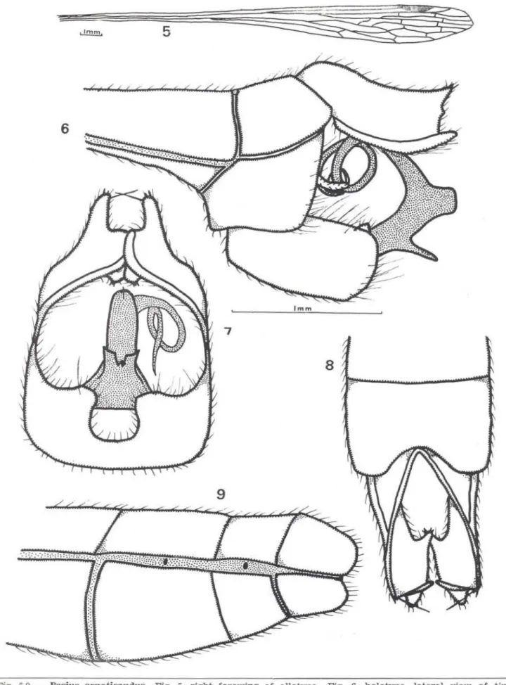 Fig.  5-9  - Pazius  omaticaudus.  Fig.  5,  right  forewing  of  allotype.  Fig.  6,  holotypc