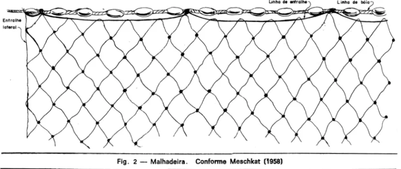 Fig.  2 - Malhadeira.  Confonne  Meschkat  (1958) 