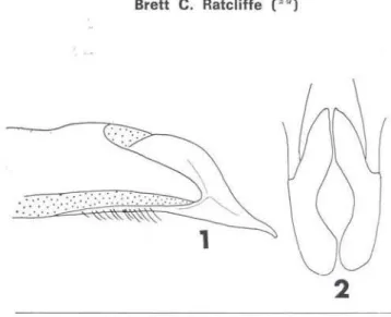 Fig.  1-2  - Aspidolea  lindae.  Lateral  and  caudal  views  of  male  genitalia. 
