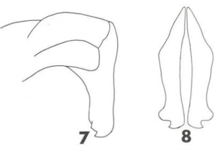 Fig.  7-8  - S tenocrates  rabbanü.  Lateral  and  caudal  views  of  male  genitalia