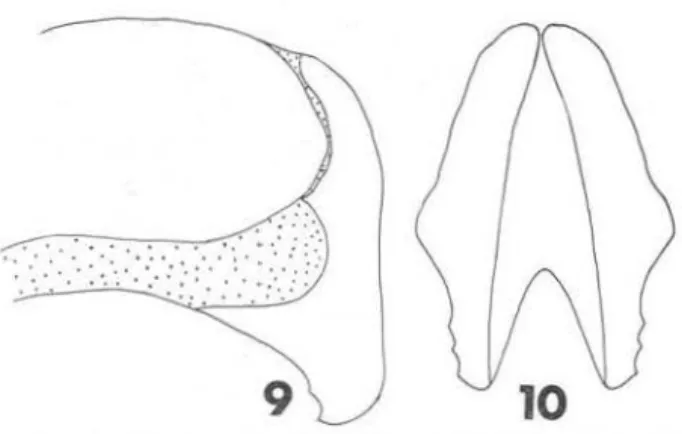 Fig.  S-10  - Stenocrates  baacki.  Lateral  and  caudal  views  of  male  genitalia. 