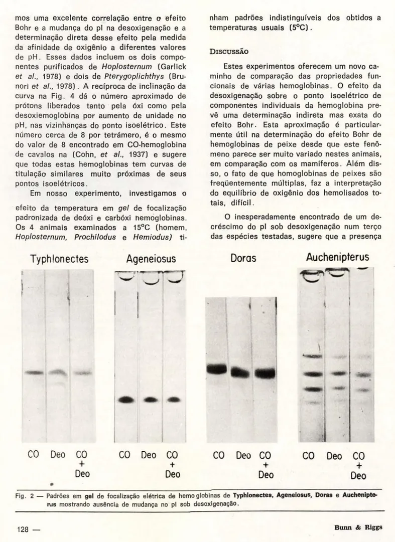 Fig. 2 — Padrões em gel de focalização elétrica de hemoglobinas de Typhlonectes, Ageneiosus, Doras e Auchenipte- • 