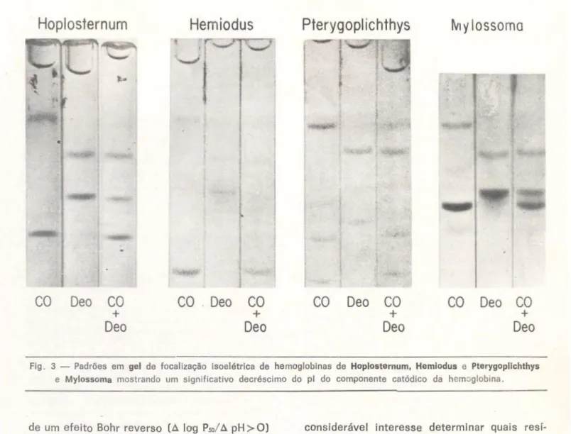 Fig. 3 — Padrões em gel de focalização isoelétrica de hemoglobinas de Hoplosternum, Hemiodus e Pterygoplichthys  e Mylossoma mostrando um significativo decréscimo do pl do componente catódico da hemoglobina