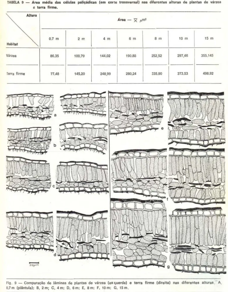 TABELA  9  - Área  média  das  células  paliçádicas  (em  corte  t ransversal)  nas  diferentes  alturas  de  plantas  de  várzea  e  t erra  firme