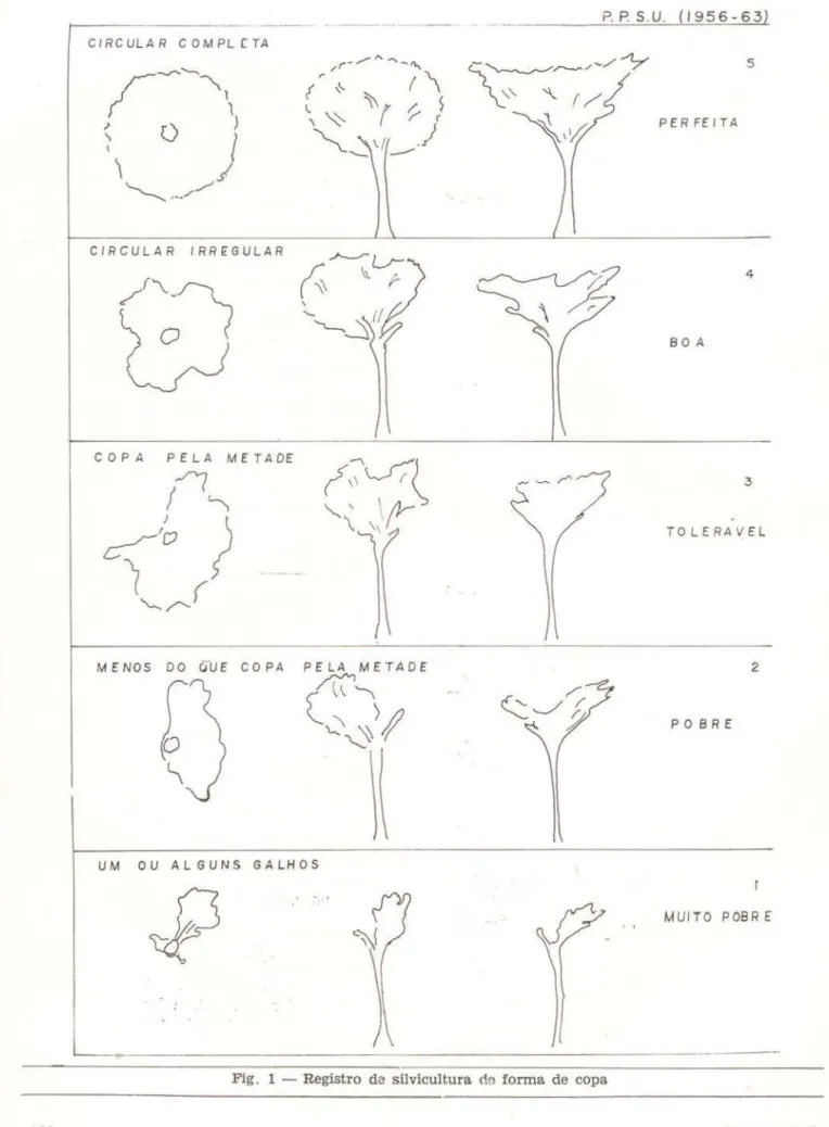 Fig.  1  - Registro  da  silvicultura  de forma  de  copa 