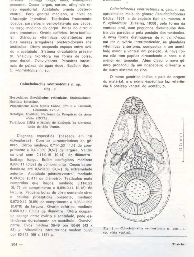 Fig .  1  - Colocladorchis  ventrastomis  n .  gen . ,  n .  sp .  vista  ventral. 
