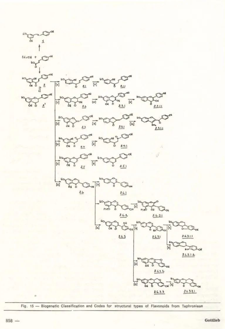 Fig.  15- Biogenetic  Classificatlon  and  Codes  for  structural  types  of  Flavonoids  from  Tephrosieae 