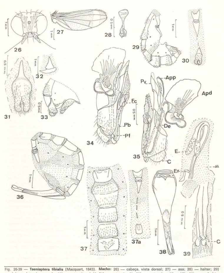 Fig .  26-39  - Taeniapt era  tibialis  (Macquart,  1843) .  Macho:  26}  - cabeça,  vista  dorsal;  27)  - asa:  28)  - halter:  29)  - abdome,  lateral  esquerda;  30)  - esternitos  I- V:  31)  - esternito  V;  32}  - esternitos  VI  e  VIl ;  33)  - ep