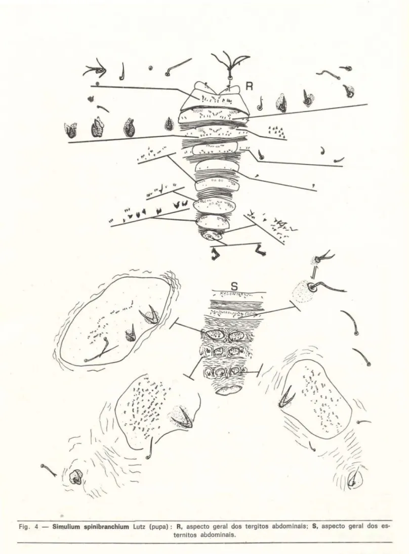 Fig .  4  - Simulium  splnibranchium  Lutz  (pupa) :  R,  aspecto  geral  dos  tergitos  abdominais:  S,  aspecto  geral  dos  es- es-ternltos  ab~ominals