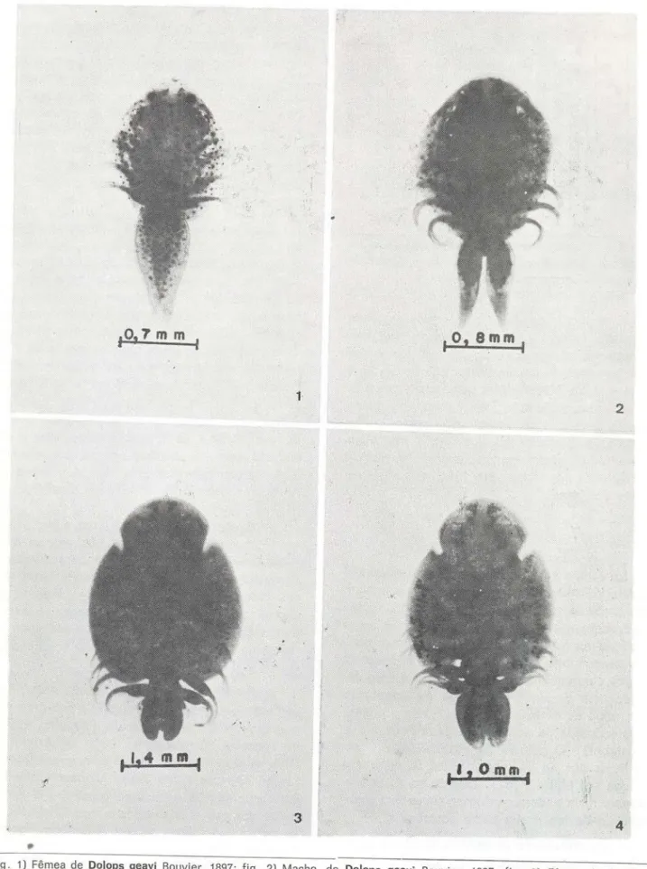 Fig. 1) Fêmea de Dolops geayi Bouvier. 1897; fig. 2) Macho de Dolops geayi Bouvier, 1897; fig
