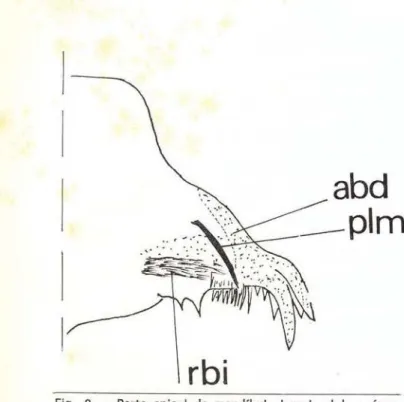 Fig.  2 - Parte  apical  da  mandíbula  larva  I:  abd  =  área 
