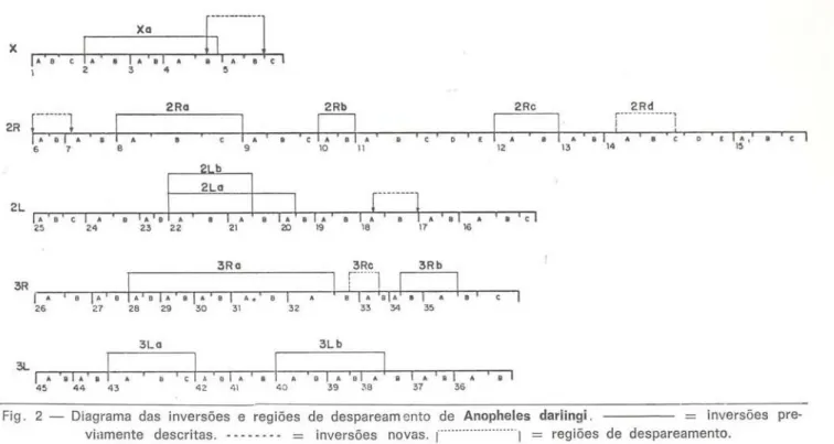 Fig. 2 — Diagrama das inversões e regiões de despareamento de Anopheles darlingi. = inversões pre- pre-viamente descritas