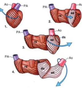 Figura 2.1-  Esquema da organização  helicoidal  das fibras do  miocárdio. O músculo cardíaco,  formado por um feixe único, encontra-se ancorado nas suas extremidades no anel pulmonar e  aórtico
