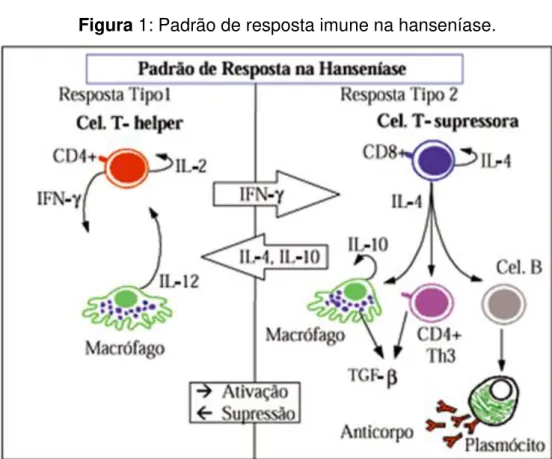 Figura 1: Padrão de resposta imune na hanseníase. 