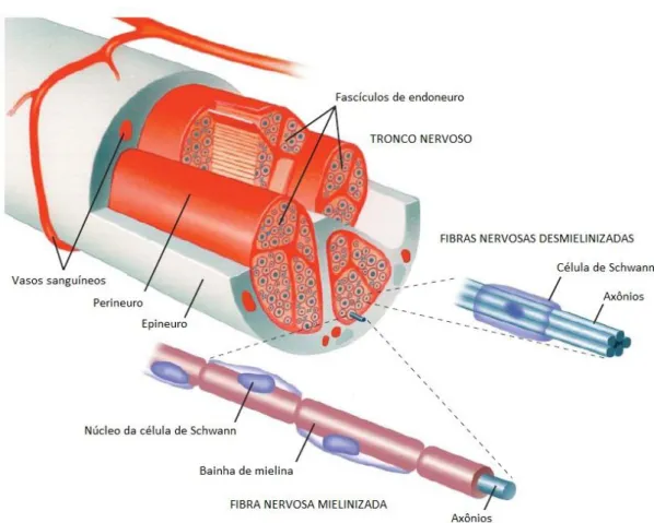 Figura 6: Anatomia do nervo periférico